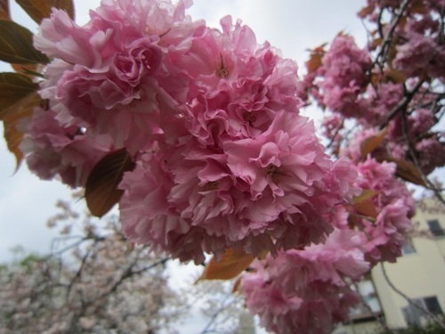 IMG_20150422-001八重桜♪.jpg
