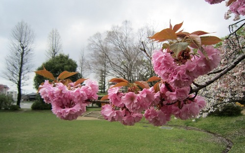 IMG_20150422-003八重桜♪.jpg