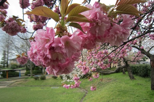 IMG_20150422-004八重桜♪.jpg