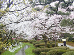 sakurakenroku6金沢兼六園の桜.jpg